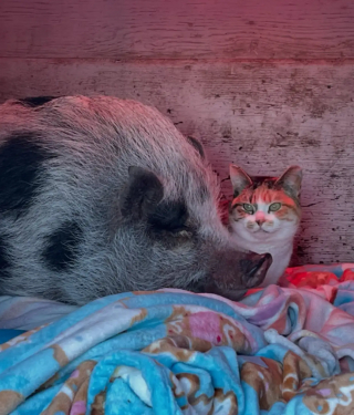 Illustration de l'article : Habitu&eacute;e &agrave; fuir les humains, une chatte craintive devient la plus affectueuse gr&acirc;ce &agrave; sa rencontre avec un cochon solitaire (vid&eacute;o)