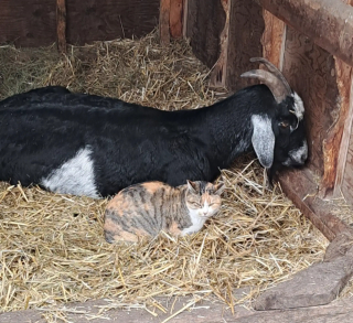 Illustration de l'article : Habitu&eacute;e &agrave; fuir les humains, une chatte craintive devient la plus affectueuse gr&acirc;ce &agrave; sa rencontre avec un cochon solitaire (vid&eacute;o)