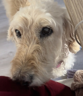 Illustration de l'article : &laquo; &Ccedil;a m'a vraiment touch&eacute;e &raquo;, apr&egrave;s des ann&eacute;es de solitude, une chienne d&eacute;couvre enfin l&rsquo;affection humaine avec son tout premier bisou (vid&eacute;o)