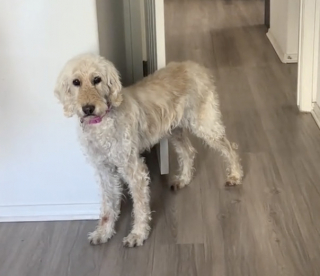 Illustration de l'article : &laquo; &Ccedil;a m'a vraiment touch&eacute;e &raquo;, apr&egrave;s des ann&eacute;es de solitude, une chienne d&eacute;couvre enfin l&rsquo;affection humaine avec son tout premier bisou (vid&eacute;o)