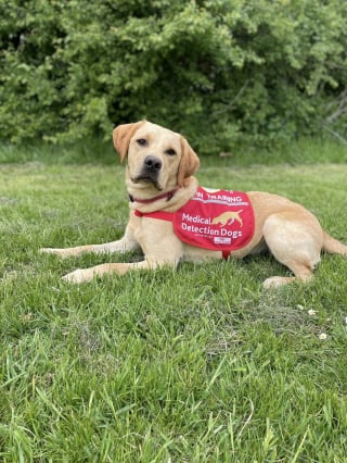 Illustration de l'article : N&eacute; dans un refuge, ce chiot sera bient&ocirc;t l'un des rares chiens au monde capables de d&eacute;tecter des infections pulmonaires graves (vid&eacute;o)