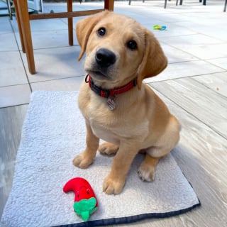 Illustration de l'article : N&eacute; dans un refuge, ce chiot sera bient&ocirc;t l'un des rares chiens au monde capables de d&eacute;tecter des infections pulmonaires graves (vid&eacute;o)