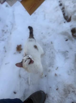 Illustration de l'article : En pleine tourn&eacute;e hivernale, un facteur est arr&ecirc;t&eacute; par une chatte frigorifi&eacute;e qui le supplie de l&rsquo;aider (vid&eacute;o)