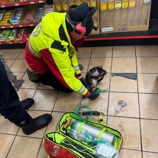 Illustration de l'article : Pensant &eacute;teindre un simple feu de voiture par -10&deg;C, ces pompiers ont &eacute;t&eacute; stup&eacute;faits de d&eacute;couvrir un chiot terroris&eacute; cach&eacute; &agrave; l'arri&egrave;re du v&eacute;hicule