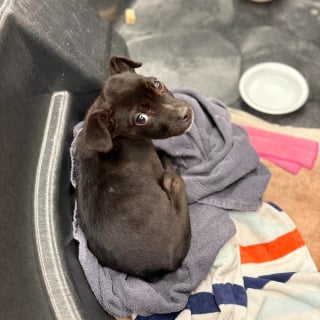 Illustration de l'article : Pensant &eacute;teindre un simple feu de voiture par -10&deg;C, ces pompiers ont &eacute;t&eacute; stup&eacute;faits de d&eacute;couvrir un chiot terroris&eacute; cach&eacute; &agrave; l'arri&egrave;re du v&eacute;hicule