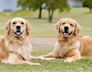 Illustration de l'article : Sa ma&icirc;tresse malade, une chienne endeuill&eacute;e la r&eacute;conforte de la m&ecirc;me mani&egrave;re qu'elle le faisait avec son fr&egrave;re (vid&eacute;o)