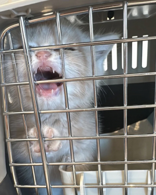 Illustration de l'article : Abandonn&eacute; par une famille qui ne voulait plus de lui, ce chaton d'un mois passe des miaulements de peur aux ronronnements apais&eacute;s une fois sauv&eacute;