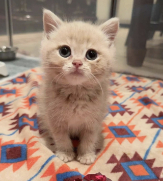 Illustration de l'article : Abandonn&eacute; par une famille qui ne voulait plus de lui, ce chaton d'un mois passe des miaulements de peur aux ronronnements apais&eacute;s une fois sauv&eacute;