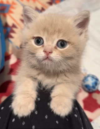 Illustration de l'article : Abandonn&eacute; par une famille qui ne voulait plus de lui, ce chaton d'un mois passe des miaulements de peur aux ronronnements apais&eacute;s une fois sauv&eacute;
