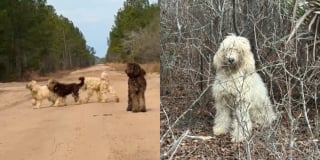 Illustration de l'article : Une femme conduit sur une route en terre isol&eacute;e, elle se retrouve face &agrave; 4 chiens n&eacute;glig&eacute;s mais ravis d&rsquo;&ecirc;tre enfin aid&eacute;s (vid&eacute;o)