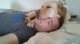 Illustration de l'article : 16 photos de chiens avec une &acirc;me de chiot qui n'ont pas conscience de leur taille 