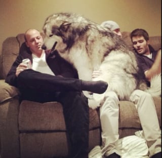 Illustration de l'article : 16 photos de chiens avec une &acirc;me de chiot qui n'ont pas conscience de leur taille 