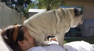 Illustration de l'article : 16 photos de chiens avec une &acirc;me de chiot qui n'ont pas conscience de leur taille 