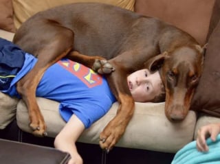 Illustration de l'article : 16 photos de chiens avec une &acirc;me de chiot qui n'ont pas conscience de leur taille 