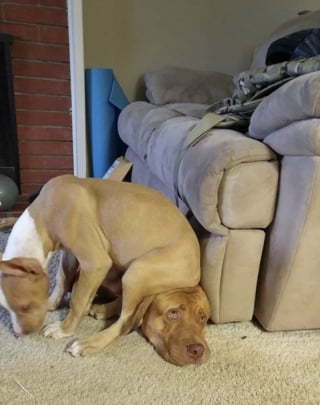 Illustration de l'article : 16 photos de chiens avec une &acirc;me de chiot qui n'ont pas conscience de leur taille 