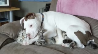 Illustration de l'article : 16 photos de chiens avec une &acirc;me de chiot qui n'ont pas conscience de leur taille 