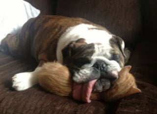 Illustration de l'article : 16 photos de chiens avec une &acirc;me de chiot qui n'ont pas conscience de leur taille 