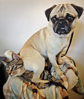 Illustration de l'article : 16 photos de chiens avec une &acirc;me de chiot qui n'ont pas conscience de leur taille 