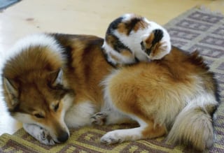 Illustration de l'article : 16 photos qui prouvent que les chats et les chiens peuvent devenir les meilleurs amis au monde