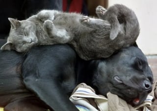 Illustration de l'article : 16 photos qui prouvent que les chats et les chiens peuvent devenir les meilleurs amis au monde