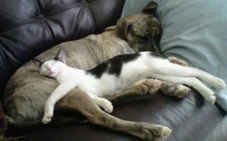 Illustration de l'article : 16 photos qui prouvent que les chats et les chiens peuvent devenir les meilleurs amis au monde