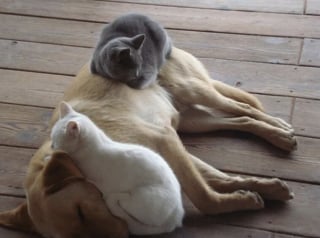 Illustration de l'article : 16 photos qui prouvent que les chats et les chiens peuvent devenir les meilleurs amis au monde