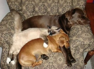 Illustration de l'article : 16 photos qui prouvent que les chats et les chiens peuvent devenir les meilleurs amis au monde