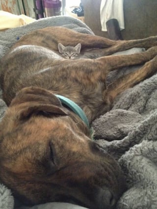 Illustration de l'article : 16 photos qui prouvent que les chats et les chiens peuvent devenir les meilleurs amis au monde