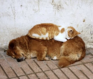 Illustration de l'article : 16 photos qui prouvent que les chats et les chiens peuvent devenir les meilleurs amis au monde