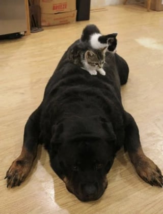 Illustration de l'article : 16 photos qui prouvent que les chats et les chiens peuvent devenir les meilleurs amis au monde