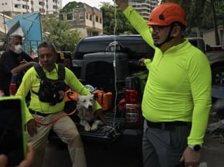 Illustration de l'article : Ce chien errant devenu chien de sauvetage a sauvé des dizaines de vies suite au tremblement de terre au Venezuela