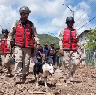 Illustration de l'article : Ce chien errant devenu chien de sauvetage a sauvé des dizaines de vies suite au tremblement de terre au Venezuela