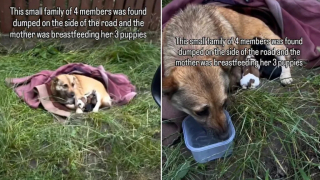 Illustration de l'article : Une chienne et ses 3 chiots abandonn&eacute;s survivaient dehors sous une couverture avant d&rsquo;&ecirc;tre secourus par une association (vid&eacute;o)