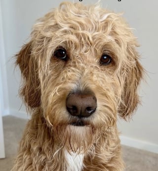 Illustration de l'article : Sentant la tristesse de sa maîtresse ce chien Goldendoodle vient la réconforter devant la photo de son ancien chien disparu (vidéo)
