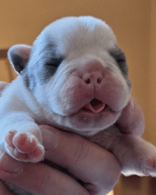 Illustration de l'article : Âgé de quelques jours, ce chiot Bouledogue Français trouvé seul dans un parc a désormais une chance de grandir dans une famille