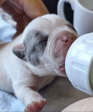 Illustration de l'article : Âgé de quelques jours, ce chiot Bouledogue Français trouvé seul dans un parc a désormais une chance de grandir dans une famille