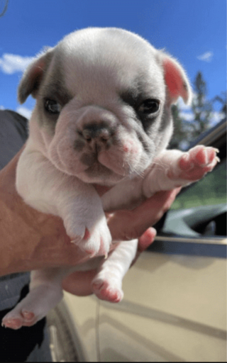 Illustration de l'article : Âgé de quelques jours, ce chiot Bouledogue Français trouvé seul dans un parc a désormais une chance de grandir dans une famille