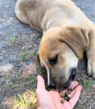 Illustration de l'article : Venu d&eacute;barrasser un client de d&eacute;chets encombrants, il voit un chiot bless&eacute; et paie 18 euros pour le sauver (vid&eacute;o)