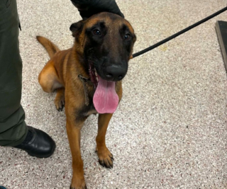 Illustration de l'article : Attaché à un panneau stop avec une corde nouée autour des hanches, un Malinois est secouru alors qu’il était dangereusement proche de la circulation