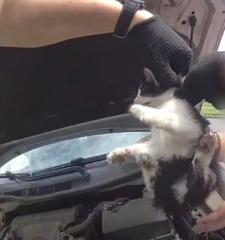 Illustration de l'article : Une automobiliste d&eacute;couvre 3 chatons cach&eacute;s dans son moteur et un policier sauve le dernier gr&acirc;ce &agrave; une baguette de batterie (vid&eacute;o)