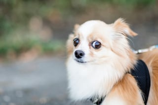 Illustration de l'article : Pourquoi votre chien grelotte-t-il alors qu'il ne fait pas froid ?