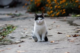 Illustration de l'article : Dans la Somme, une habitante nourrit un chat &laquo; errant &raquo; dont la puce r&eacute;v&egrave;le que sa famille le cherchait depuis 4 ans