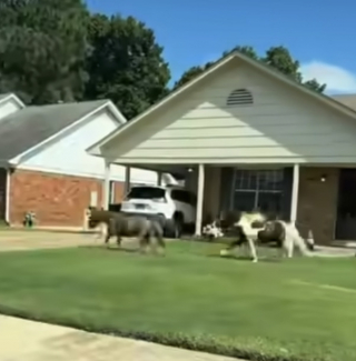 Illustration de l'article : Des policiers ne peuvent s’empêcher de rire en poursuivant 2 chevaux miniatures en cavale dans un quartier résidentiel (vidéo)