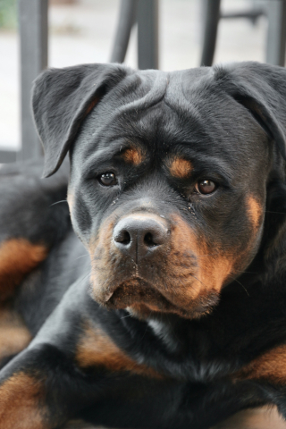 Illustration de l'article : Alert&eacute;e par un passant, la police sauve un Rottweiler enferm&eacute; dans la voiture de son ma&icirc;tre o&ugrave; la temp&eacute;rature d&eacute;passait les 64&deg;C