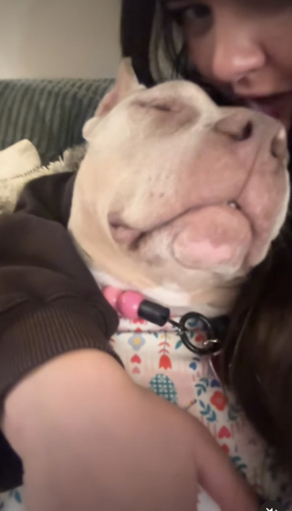 Illustration de l'article : &laquo; Tu m&rsquo;avais d&eacute;j&agrave; choisie &raquo;, apr&egrave;s 3 adoptions rat&eacute;es, cette chienne retrouve enfin la personne qui l&rsquo;aimait d&eacute;j&agrave; (vid&eacute;o)