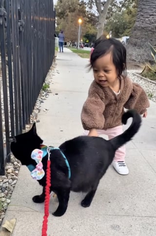 Illustration de l'article : Ce f&eacute;lin au charme irr&eacute;sistible transforme une toute petite fille en future &laquo; dame aux chats &raquo; (vid&eacute;o)