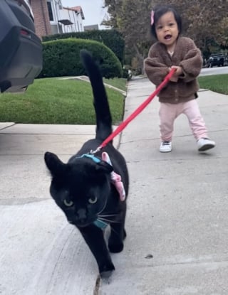 Illustration de l'article : Ce f&eacute;lin au charme irr&eacute;sistible transforme une toute petite fille en future &laquo; dame aux chats &raquo; (vid&eacute;o)