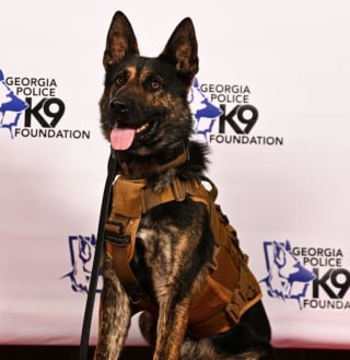 Illustration de l'article : Bless&eacute; lors d'un &eacute;change de tirs entre un meurtrier et les forces de l'ordre, ce chien policier quitte la clinique en h&eacute;ros