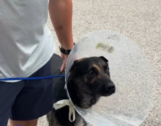 Illustration de l'article : Bless&eacute; lors d'un &eacute;change de tirs entre un meurtrier et les forces de l'ordre, ce chien policier quitte la clinique en h&eacute;ros