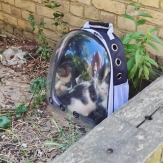 Illustration de l'article : Une bénévole sauve 3 chatons abandonnés dans un sac de transport à hublot en pleine canicule et leur trouve une famille aimante